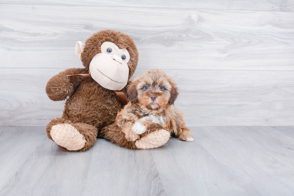 Smart Mini Labradoodle Poodle Mix Pup