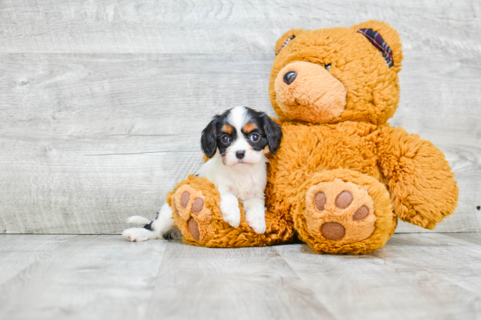 Akc Registered Cavalier King Charles Spaniel Baby