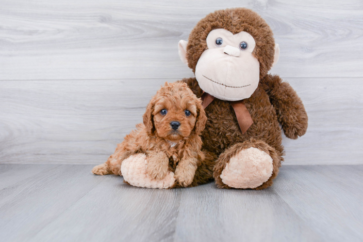 Best Cavapoo Baby
