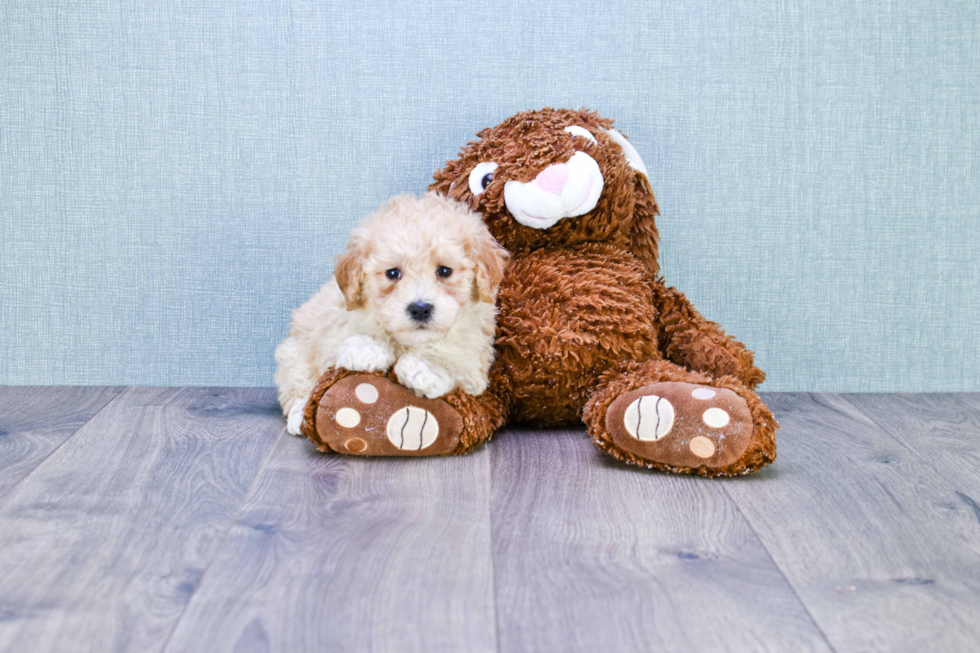 Maltipoo Pup Being Cute