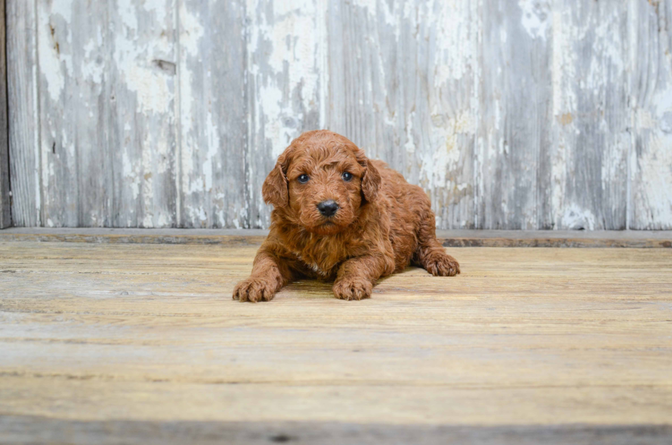 Cute Mini Goldendoodle Baby