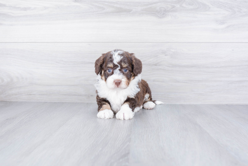 Mini Bernedoodle Pup Being Cute