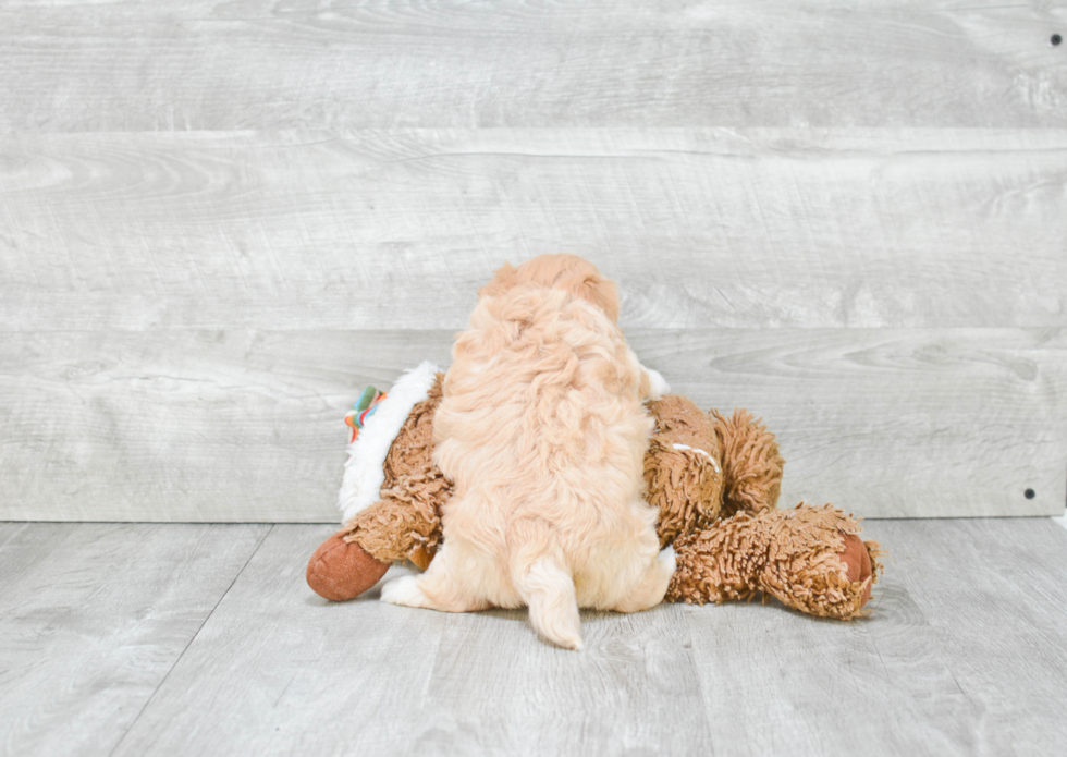 Little Maltepoo Poodle Mix Puppy