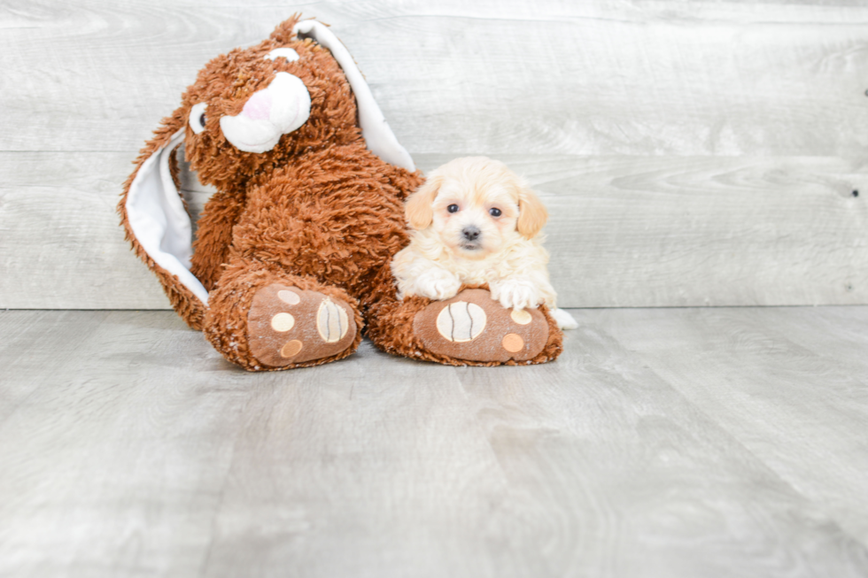 Maltipoo Pup Being Cute