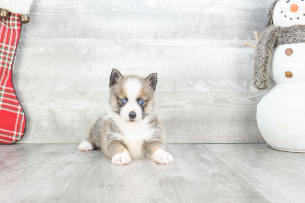 Pomsky Pup Being Cute