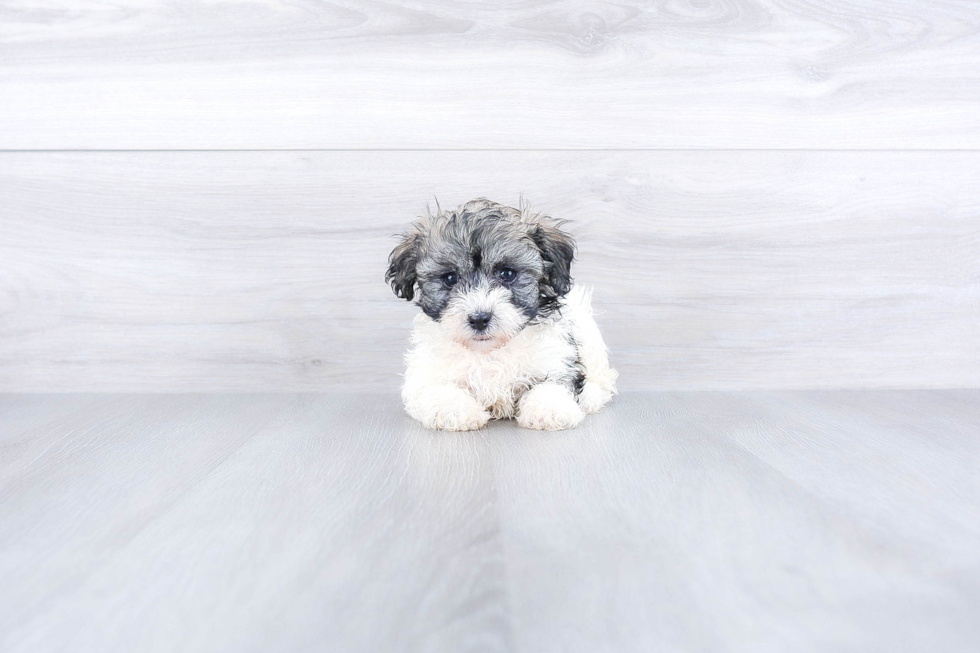 Best Havanese Baby