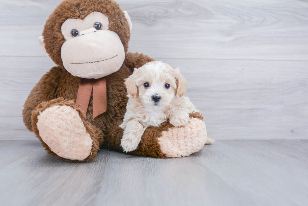 Best Maltipoo Baby