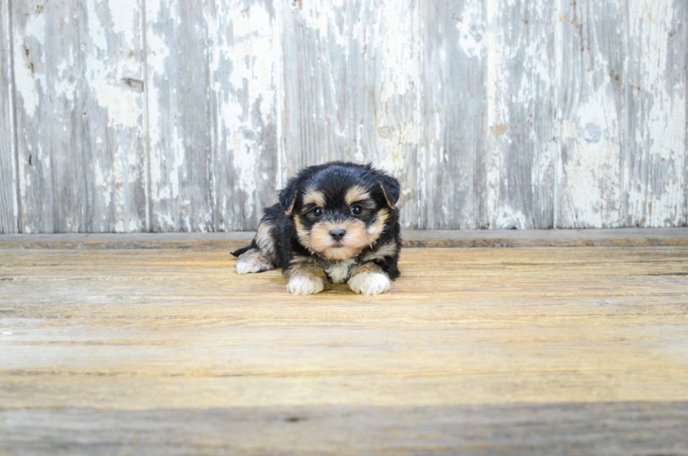 Morkie Pup Being Cute