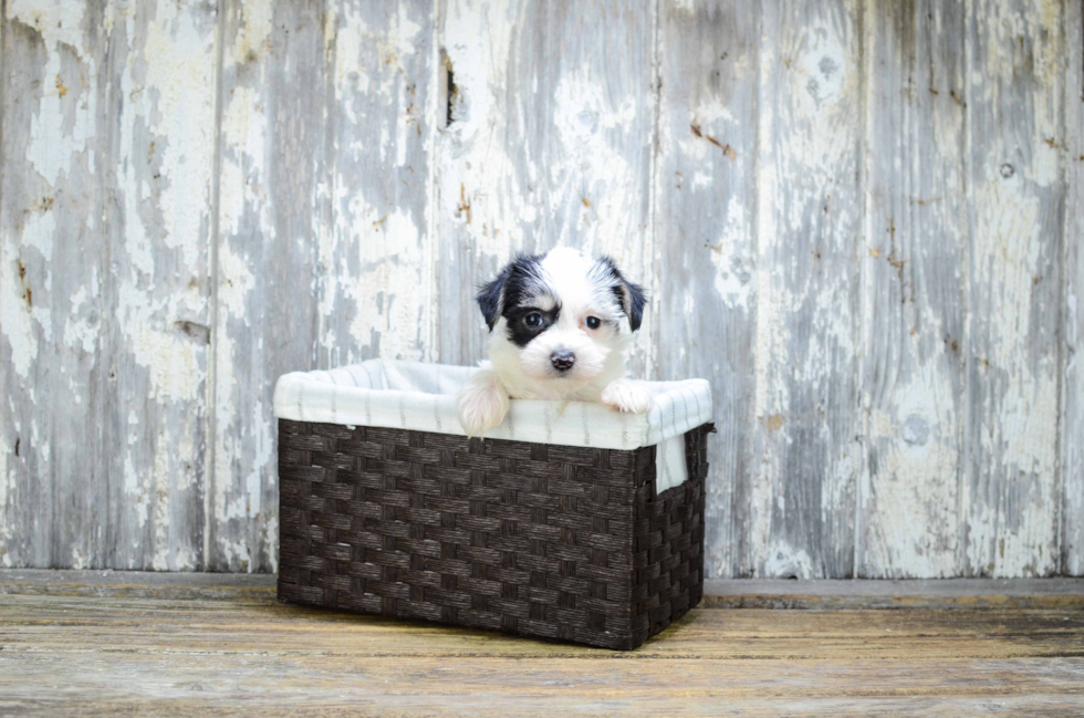 Cute Morkie Baby