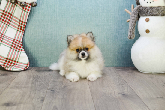 Pomeranian Puppy for Adoption