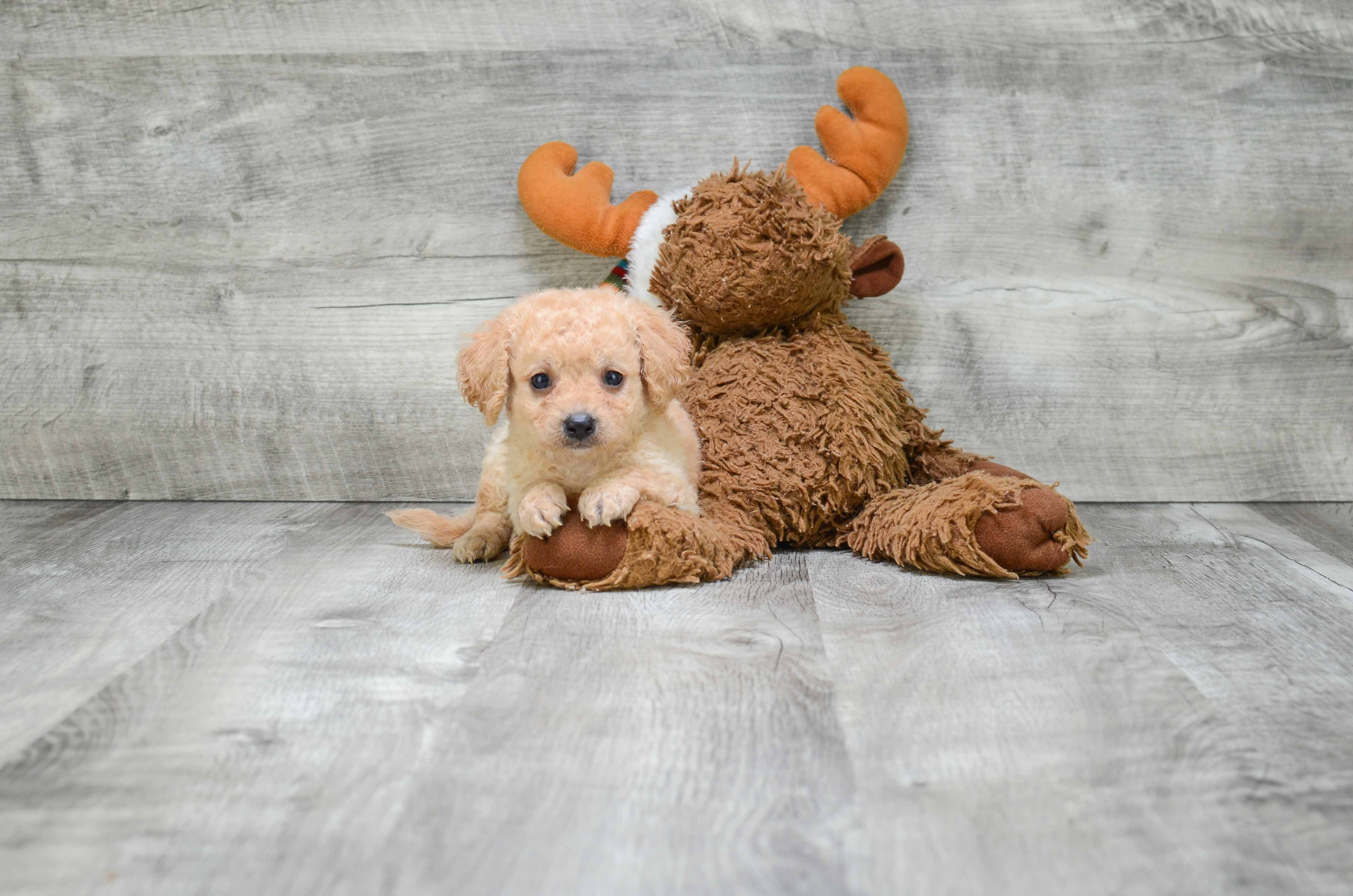 Cavapoo Puppy for Adoption