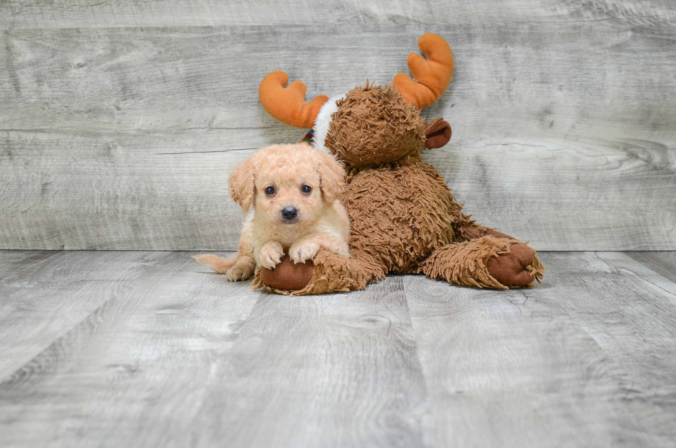 Cavapoo Puppy for Adoption