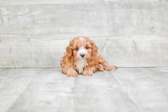 Cavapoo Puppy for Adoption