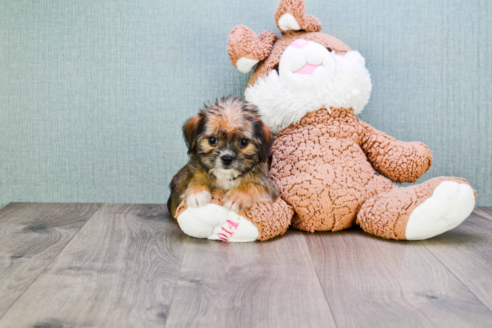 Sweet Shorkie Baby