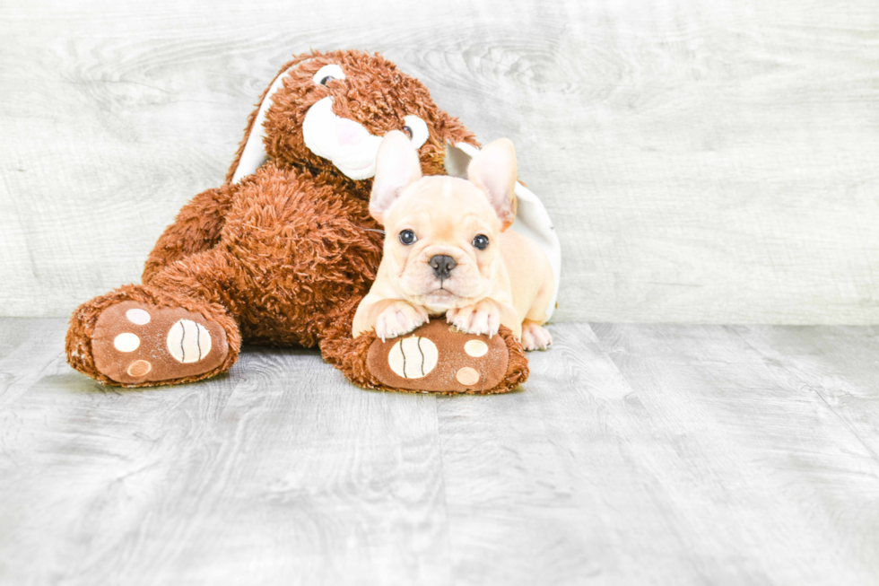 Adorable Frenchie Purebred Puppy