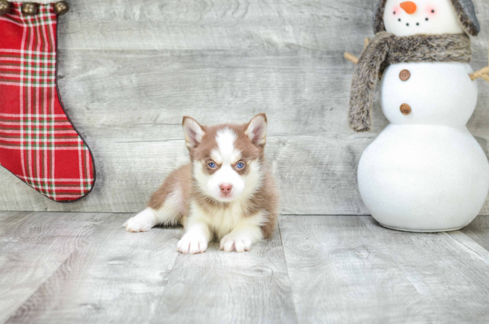 Pomsky Puppy for Adoption