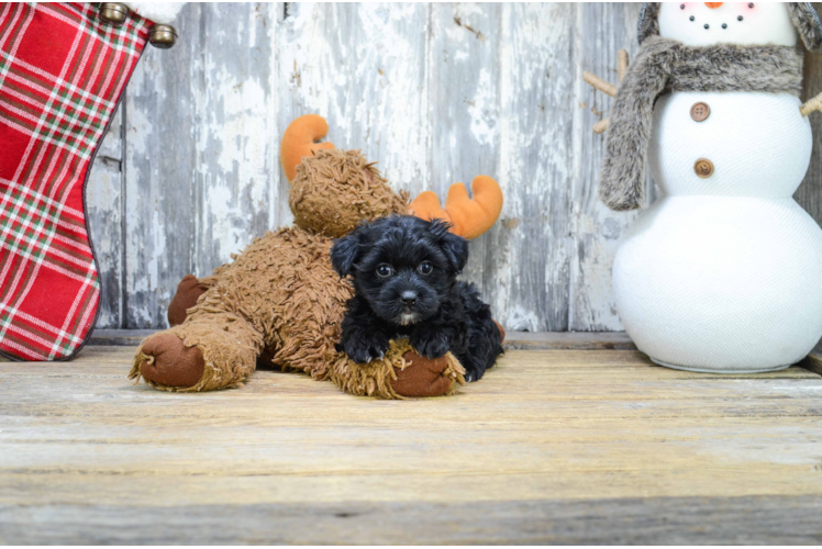 Yorkie Poo Puppy for Adoption