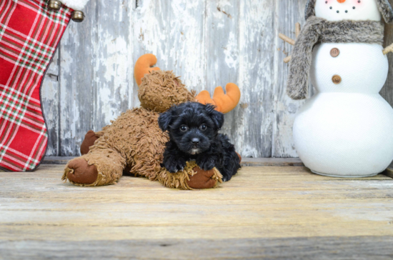 Yorkie Poo Puppy for Adoption