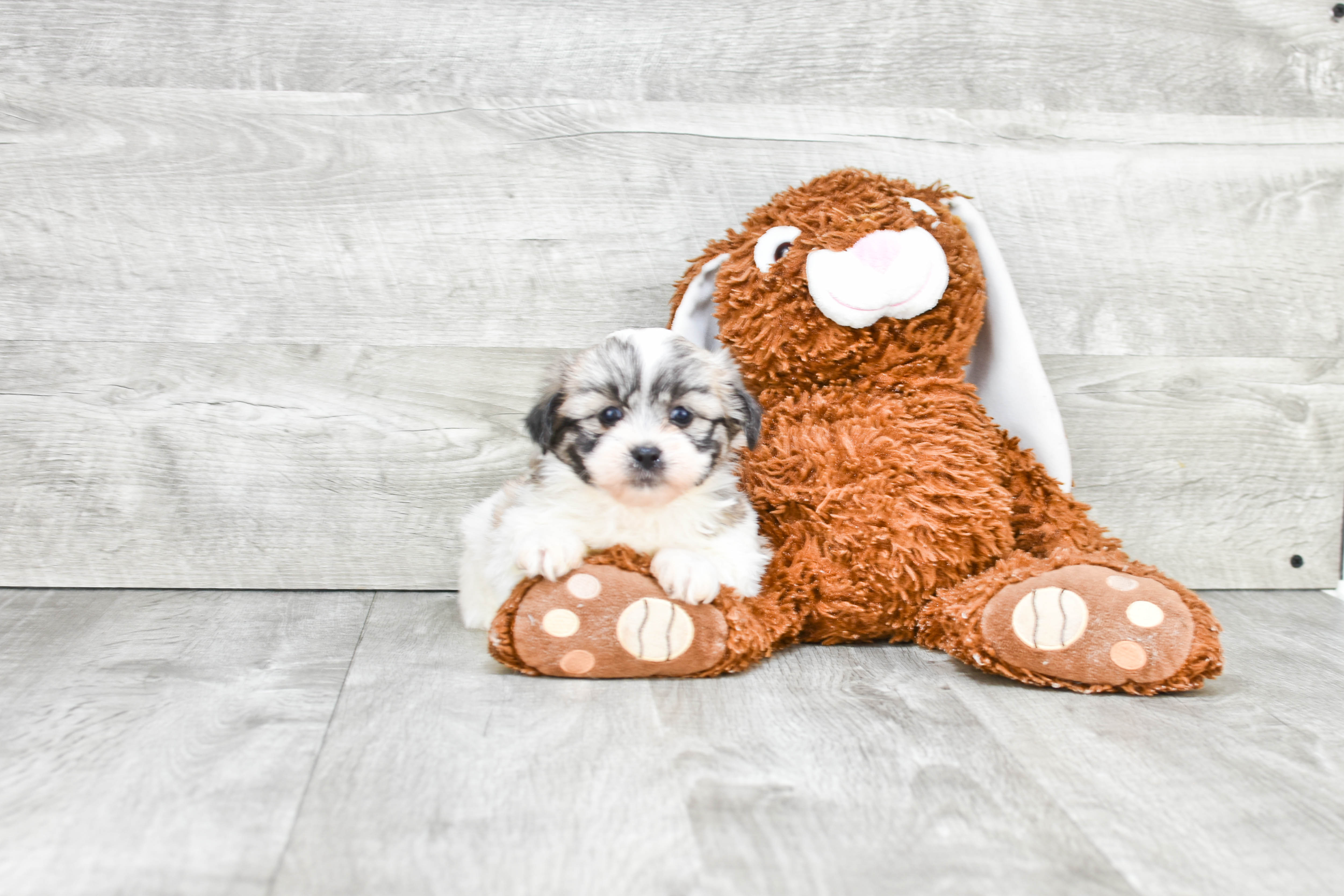 Smart Teddy Bear Designer Pup