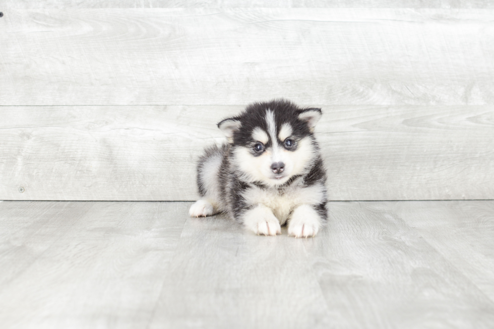 Playful Mini Husky Designer Puppy