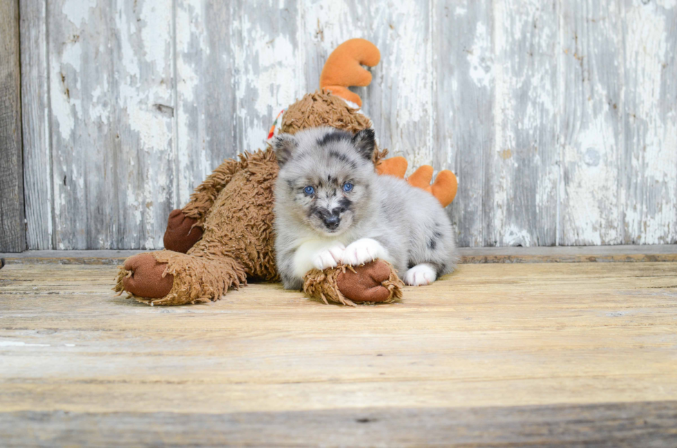 Pomsky Puppy for Adoption