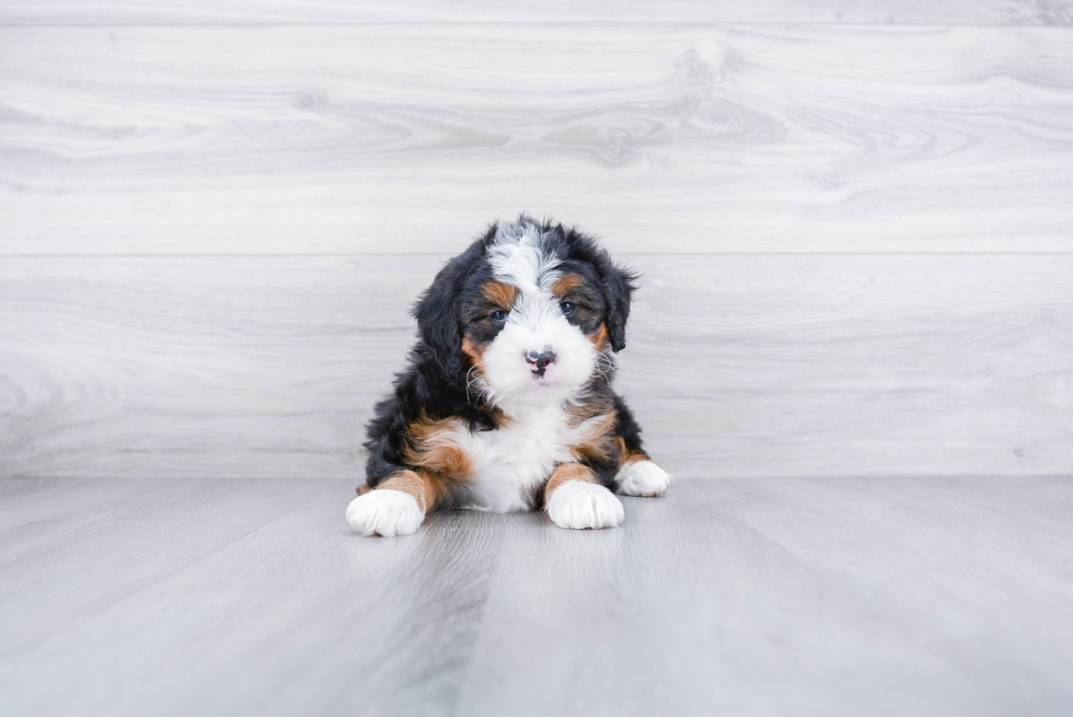 Sweet Mini Bernedoodle Baby