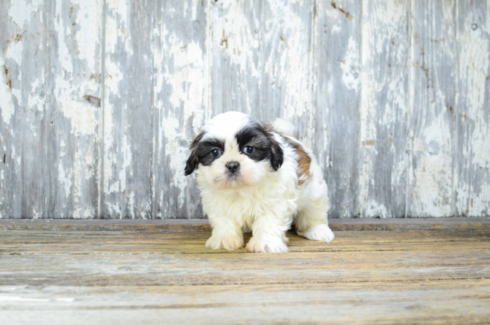 Teddy Bear Puppy for Adoption