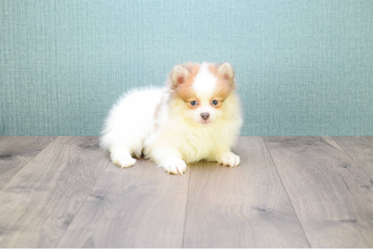 Pomeranian Pup Being Cute