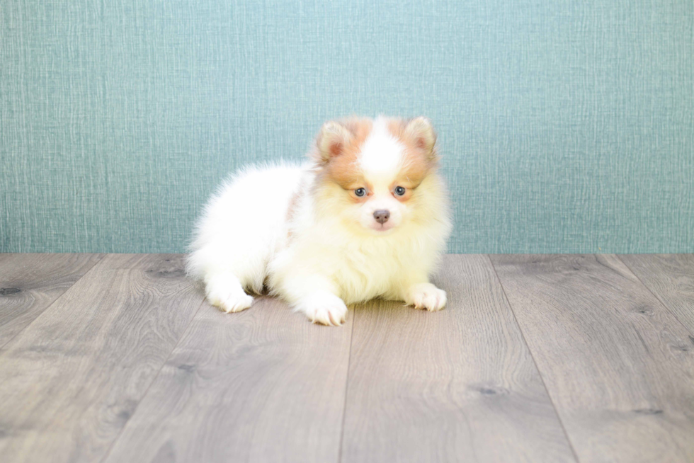 Pomeranian Pup Being Cute