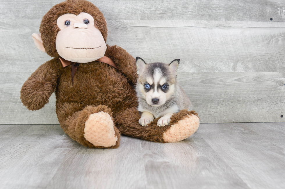 Popular Pomsky Designer Pup