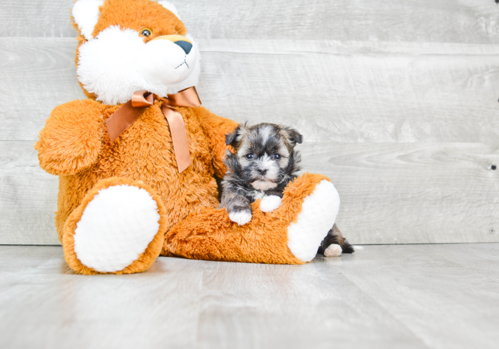 Havanese Puppy for Adoption