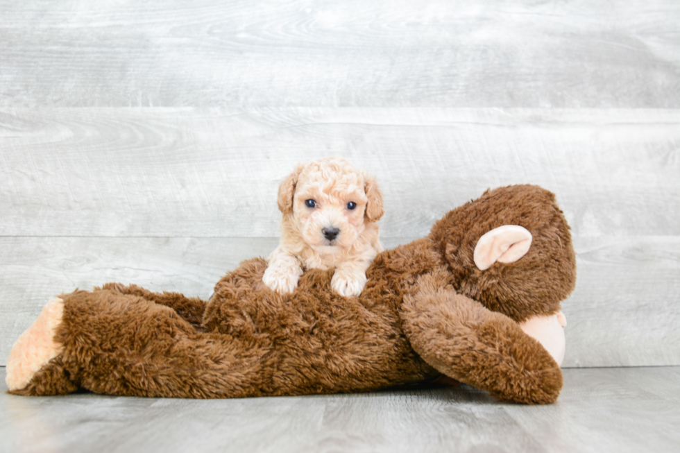 Maltipoo Pup Being Cute