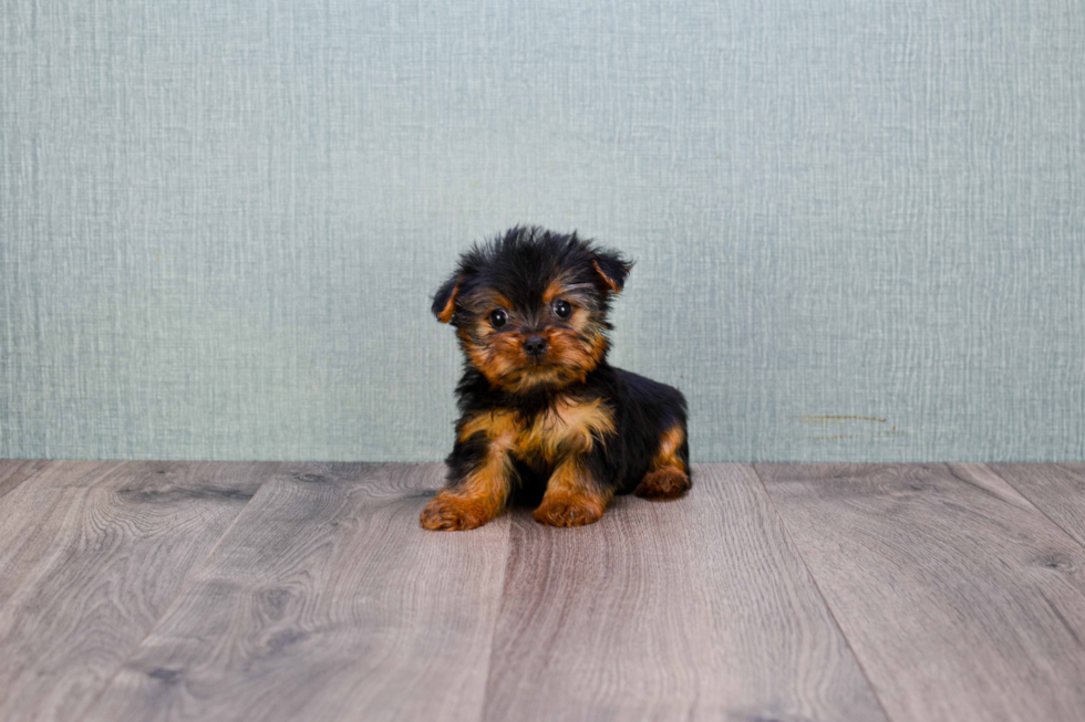 Meet Nugget - our Yorkshire Terrier Puppy Photo 