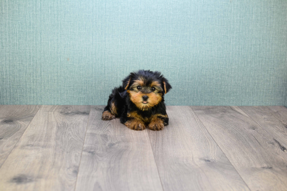 Meet Bella - our Yorkshire Terrier Puppy Photo 