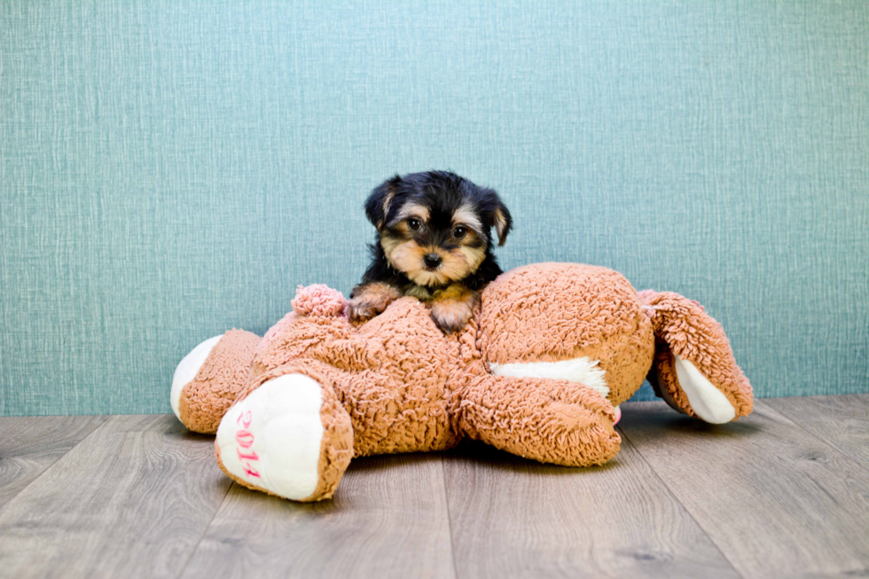 Friendly Morkie Baby