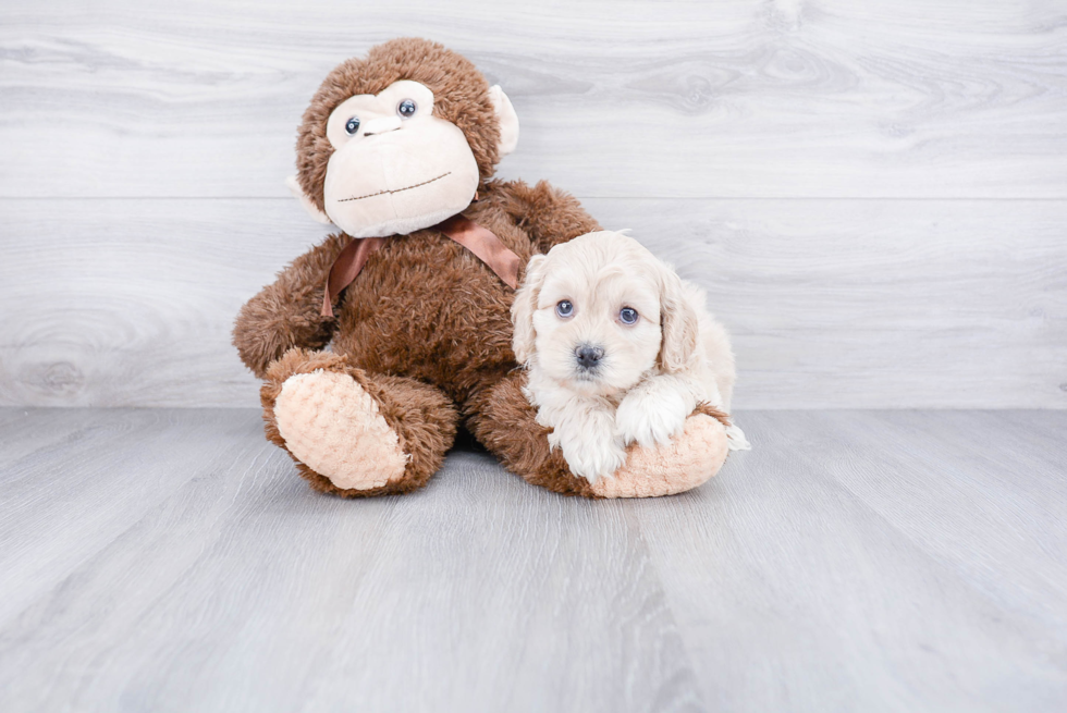 Cockapoo Puppy for Adoption