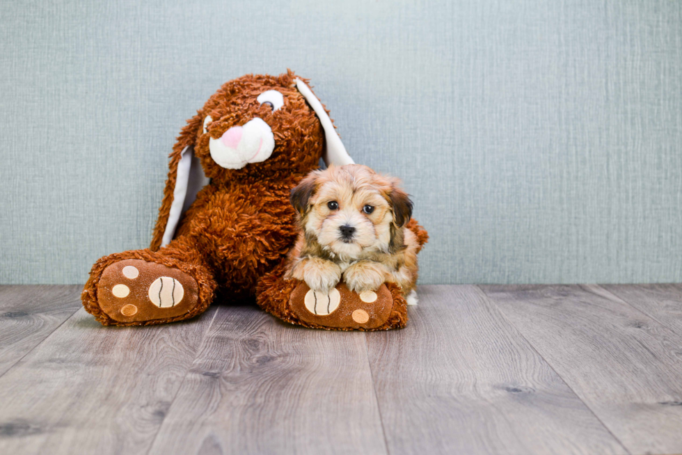 Playful Yorkie Designer Puppy