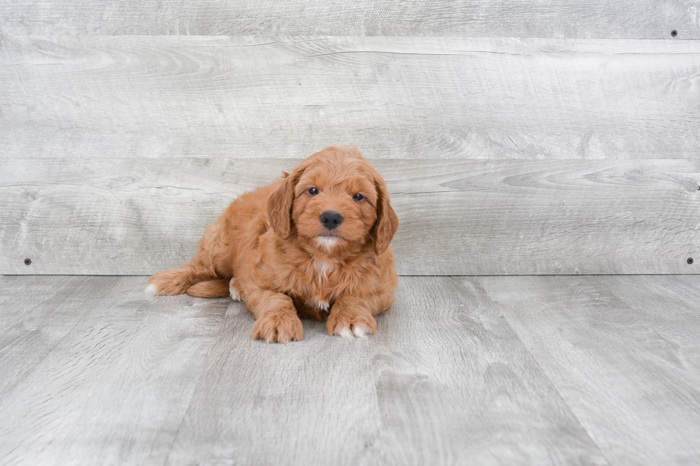 Cute Mini Goldendoodle Baby