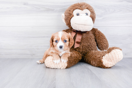 Best Cavalier King Charles Spaniel Baby