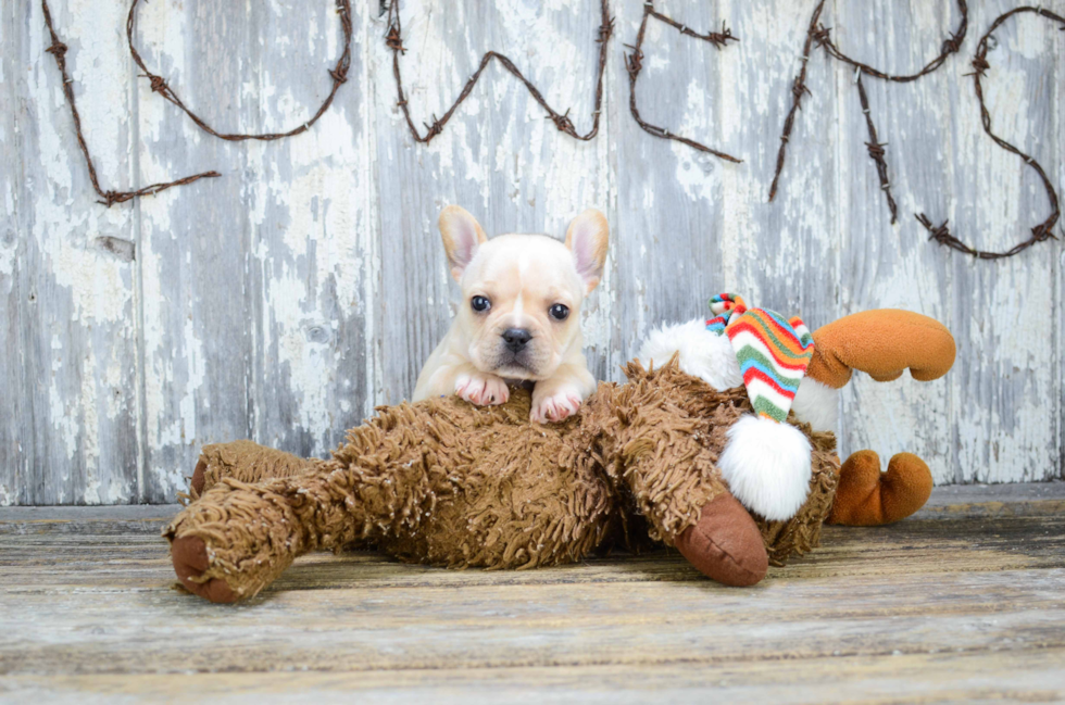 French Bulldog Pup Being Cute