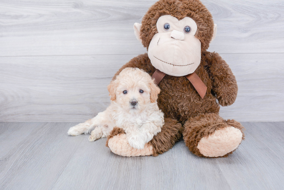 Maltipoo Pup Being Cute