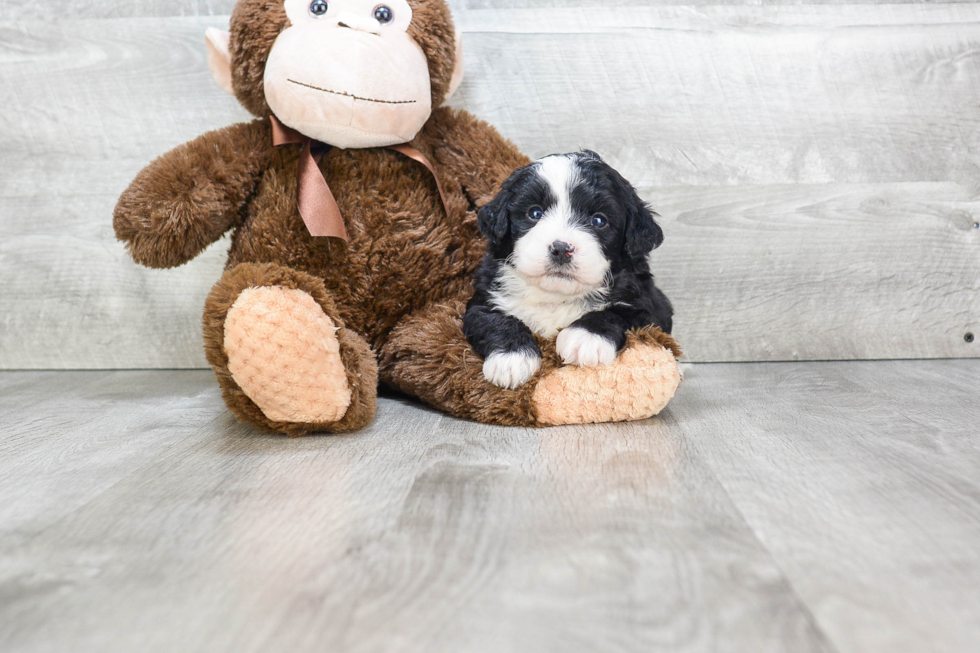 Mini Bernedoodle Puppy for Adoption