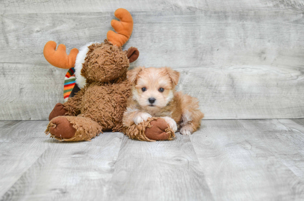 Happy Morkie Baby