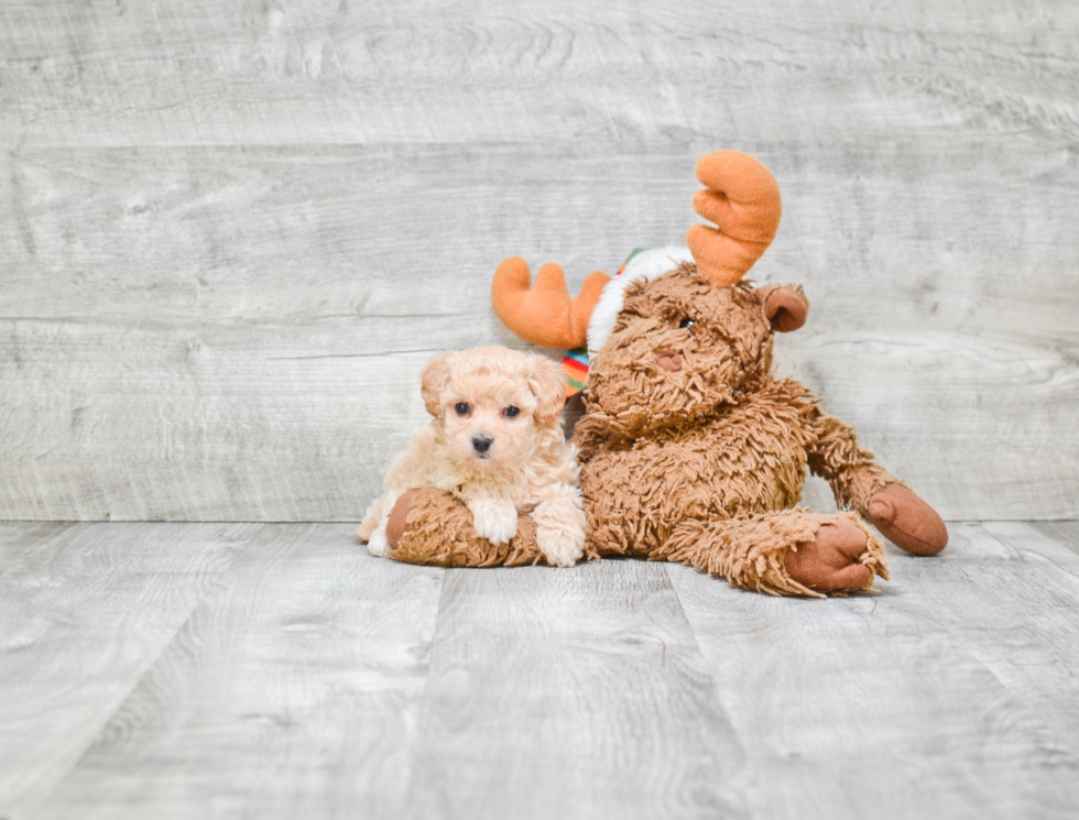 Hypoallergenic Maltepoo Poodle Mix Puppy