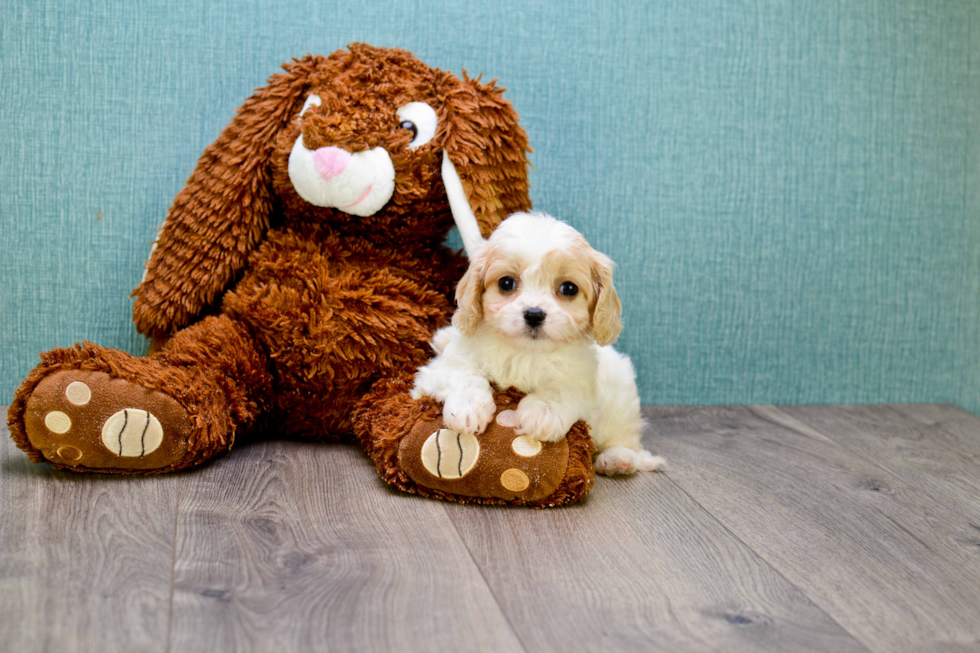 Happy Cavachon Baby