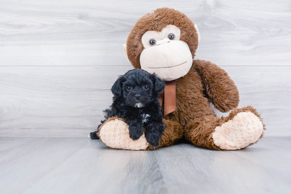 Havanese Pup Being Cute