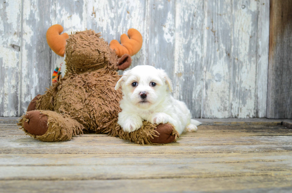 Smart Teddy Bear Designer Pup