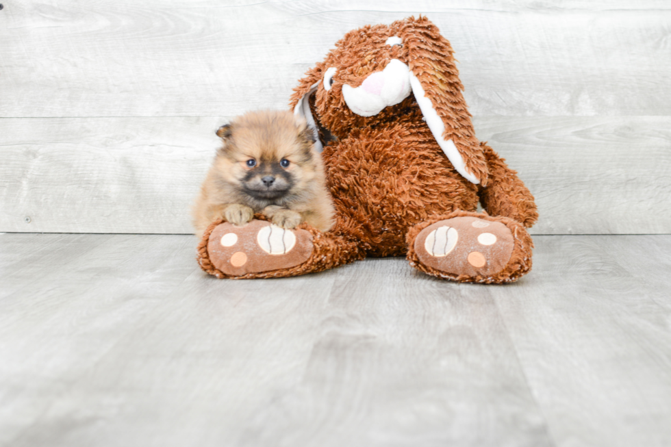 Playful Pomeranian Baby