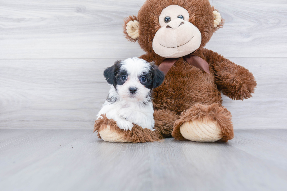 Teddy Bear Pup Being Cute