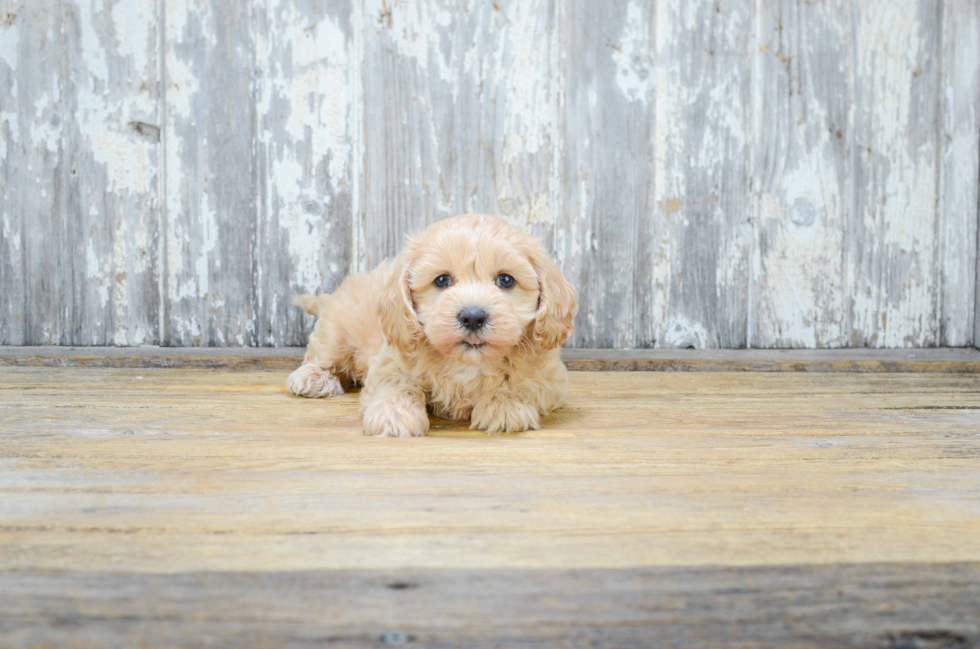 Cavapoo Puppy for Adoption